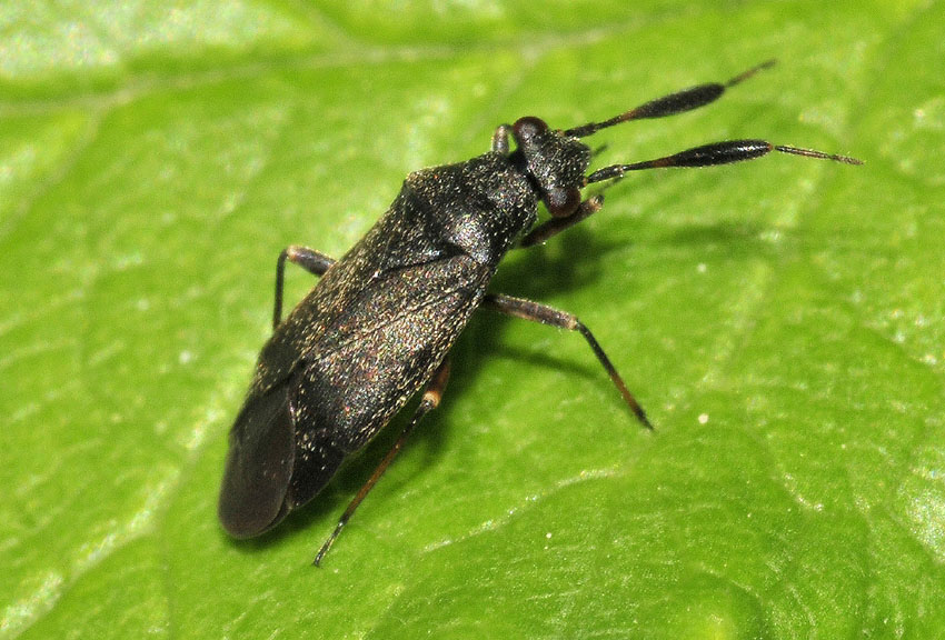 Miridae: Heterocordylus tumidicornis dell''Emilia (MO)